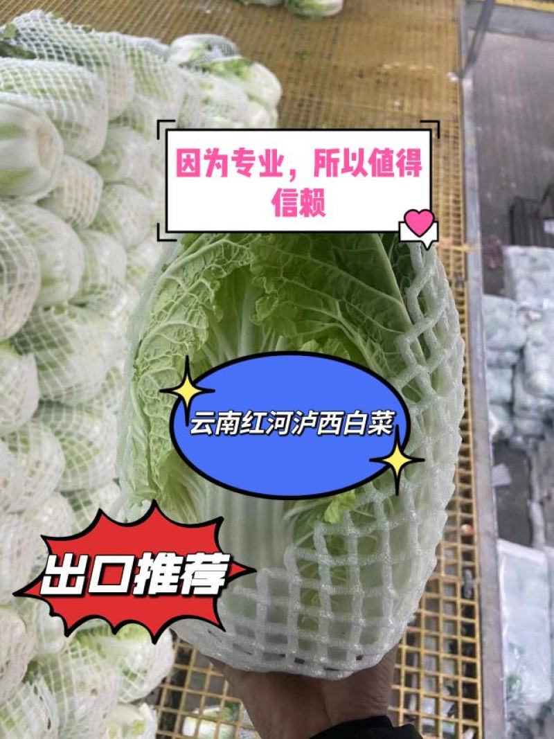 云南红河泸西高原白菜出口货和市场货都有，对接电商出口客户