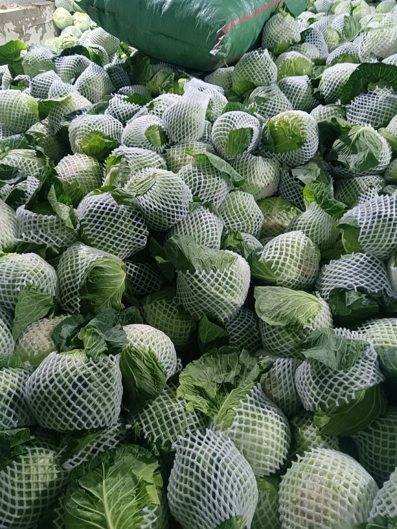 云南红河泸西高原白菜出口货和市场货都有，对接电商出口客户