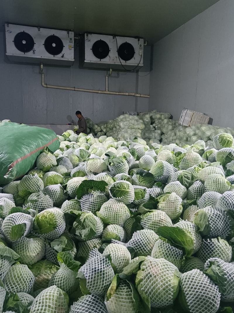 云南红河泸西高原白菜出口货和市场货都有，对接电商出口客户