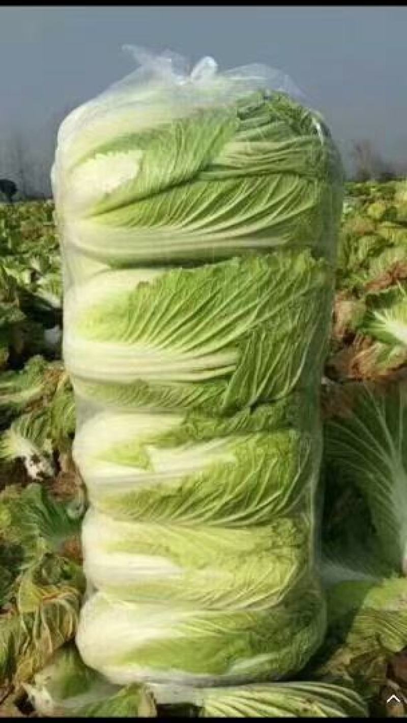 甘肃娃娃菜，