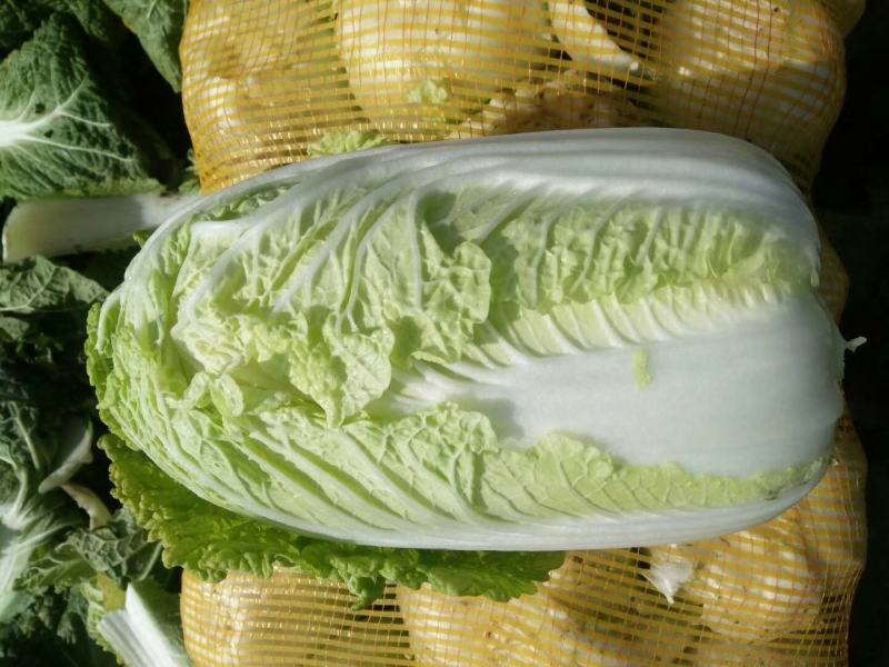 甘肃娃娃菜，