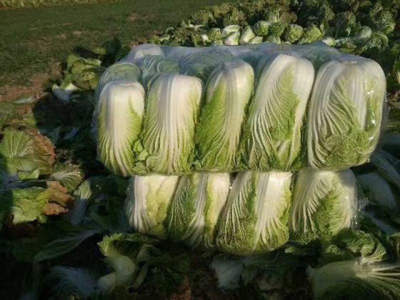 甘肃娃娃菜，