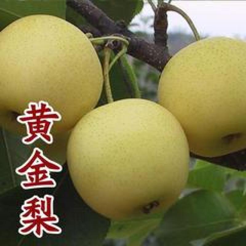 优选翠冠，黄金梨，圆黄，秋月等品种纯正，现挖现发