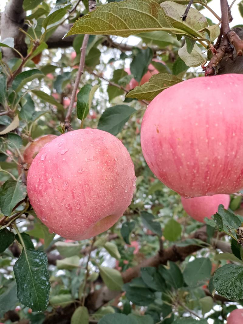红富士
