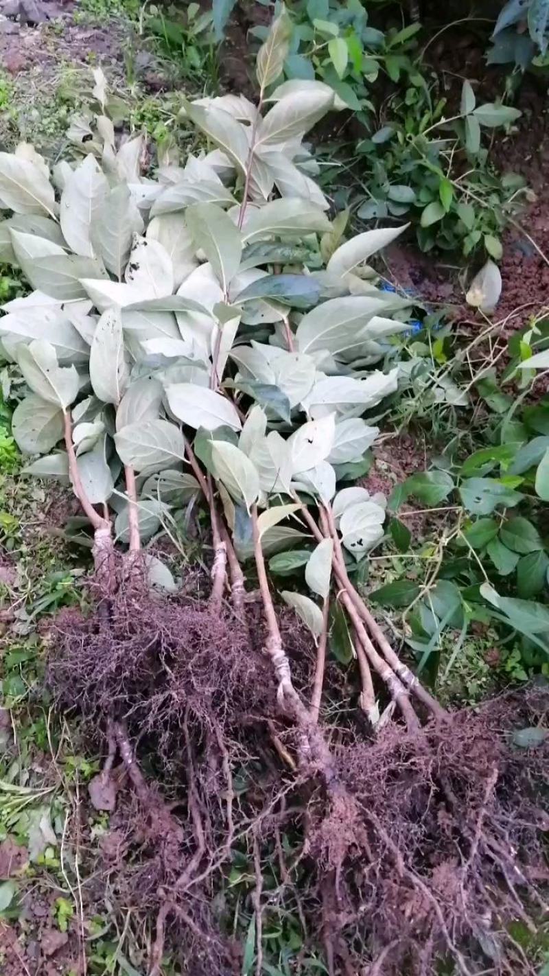 杮子苗甜柿子树苗适合南北方种植，基地直发