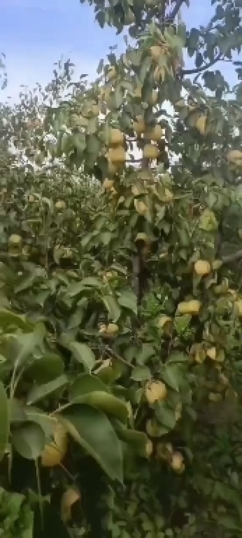梨