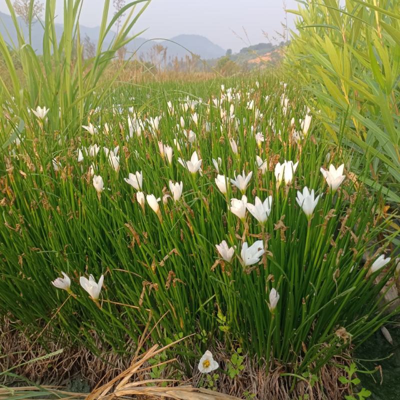 葱兰产地直销量大质优一手货源欢迎各大老板采购咨询