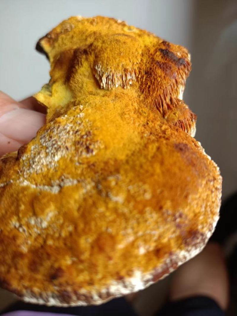【推荐】菌棒，桑黄菌棒