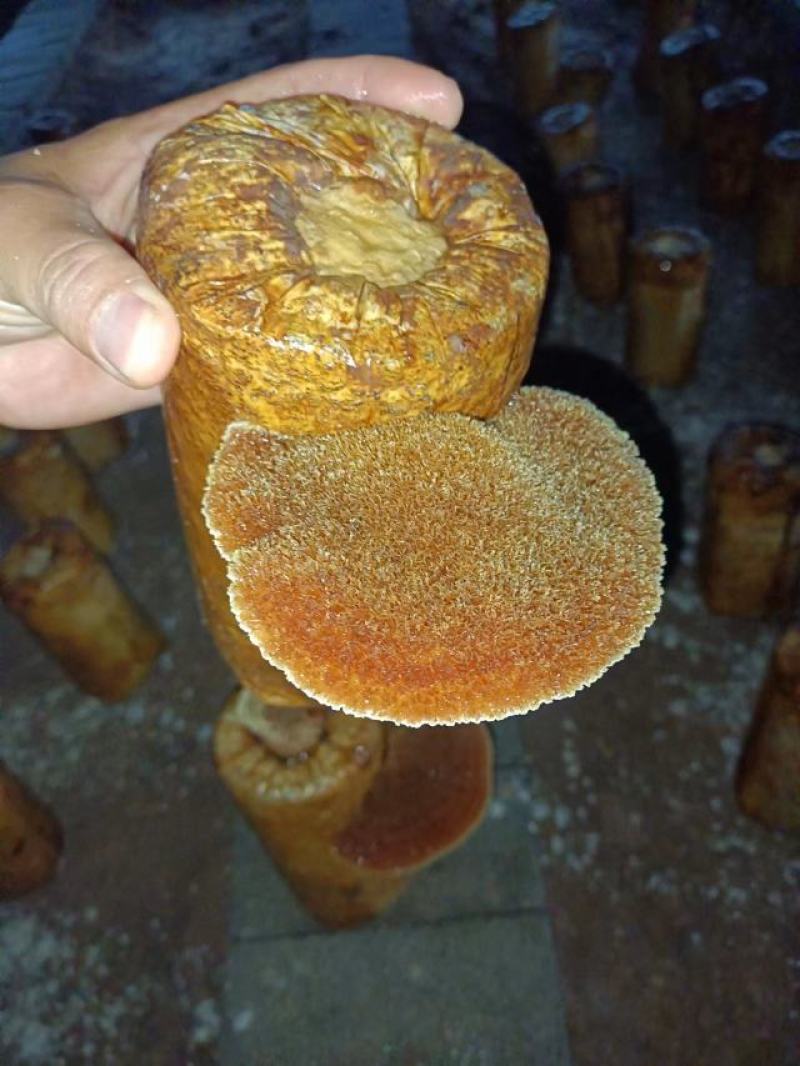 【推荐】菌棒，桑黄菌棒