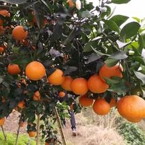 四川爱媛果冻橙，基地一手货源，支持全国！