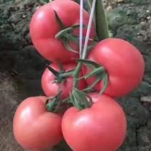 西红柿苗，大果大红番茄苗，大果硬粉西红柿苗，抗病毒高产