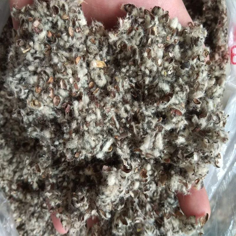 棉籽壳食用菌蘑菇香菇培育原料