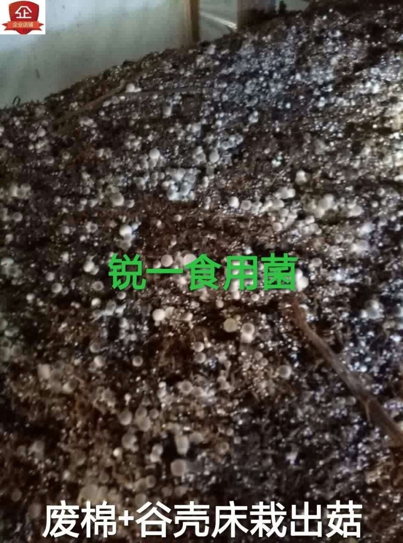 棉渣培育食用菌蘑菇香菇原材料