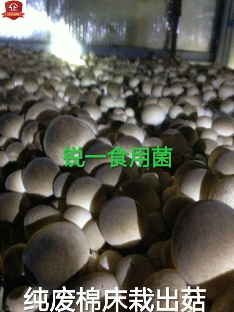 棉渣培育食用菌蘑菇香菇原材料