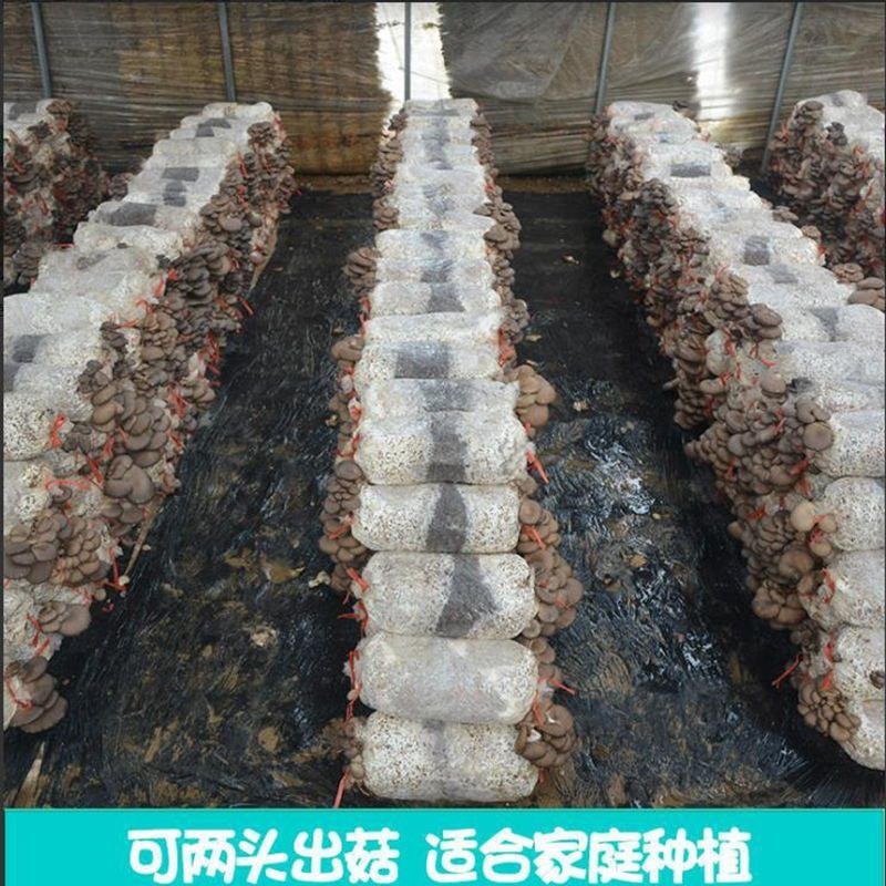 棉渣培育食用菌蘑菇香菇原材料