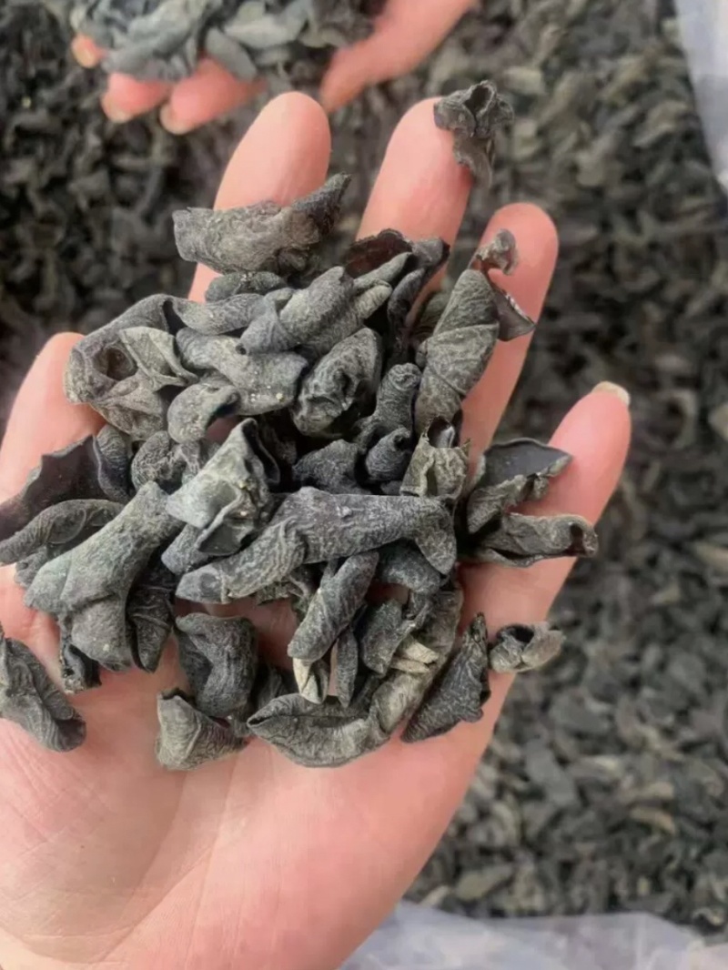 干木耳小木耳批发