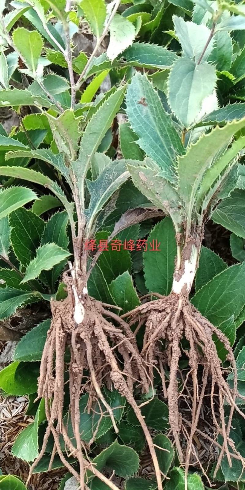 中条山苍术种苗（朱砂点），诚信经营，承德野生一代籽繁育。