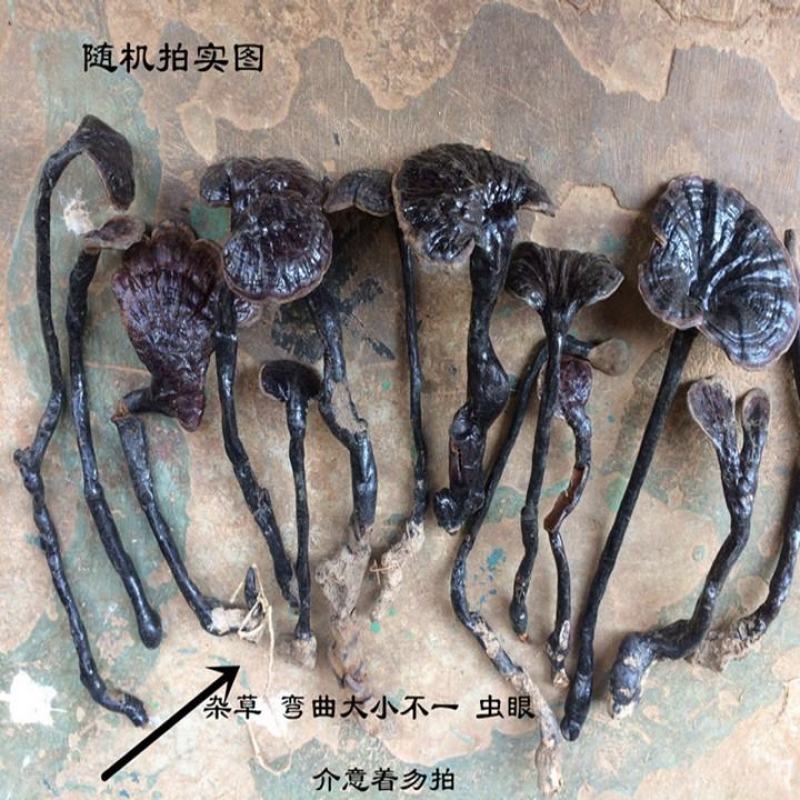 【野生竹灵芝】无硫野生灵芝竹灵芝500克袋装当季新货包邮