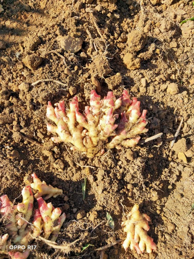 生姜小黄姜山地种植小黄姜