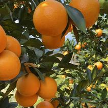 赣南脐橙果园直供，好山好水好脐橙，原生态绿色健康食品