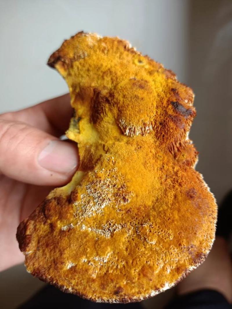 原产地纯桑枝桑黄，桑黄成品干货质量保证量大从优欢迎来电