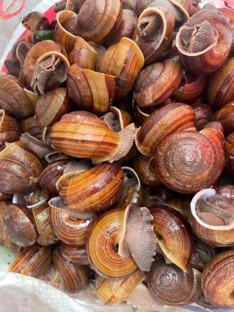 皱巴螺蜗牛全国大量收购长期收购批发零售蜗牛