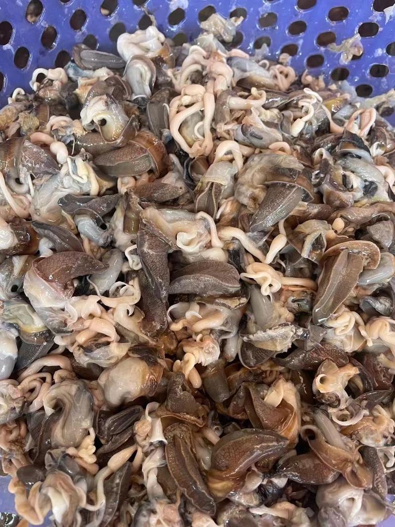 皱巴螺蜗牛全国大量收购长期收购批发零售蜗牛