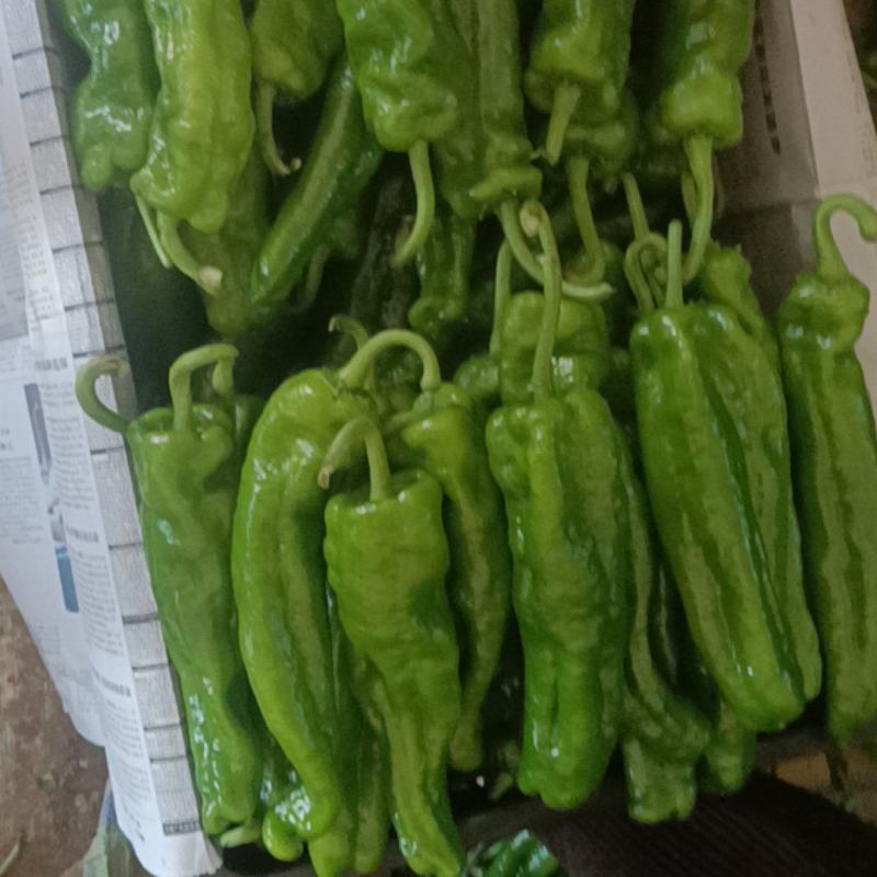 夏邑301辣椒大量上市产地直发质量保证货源充足全国发货