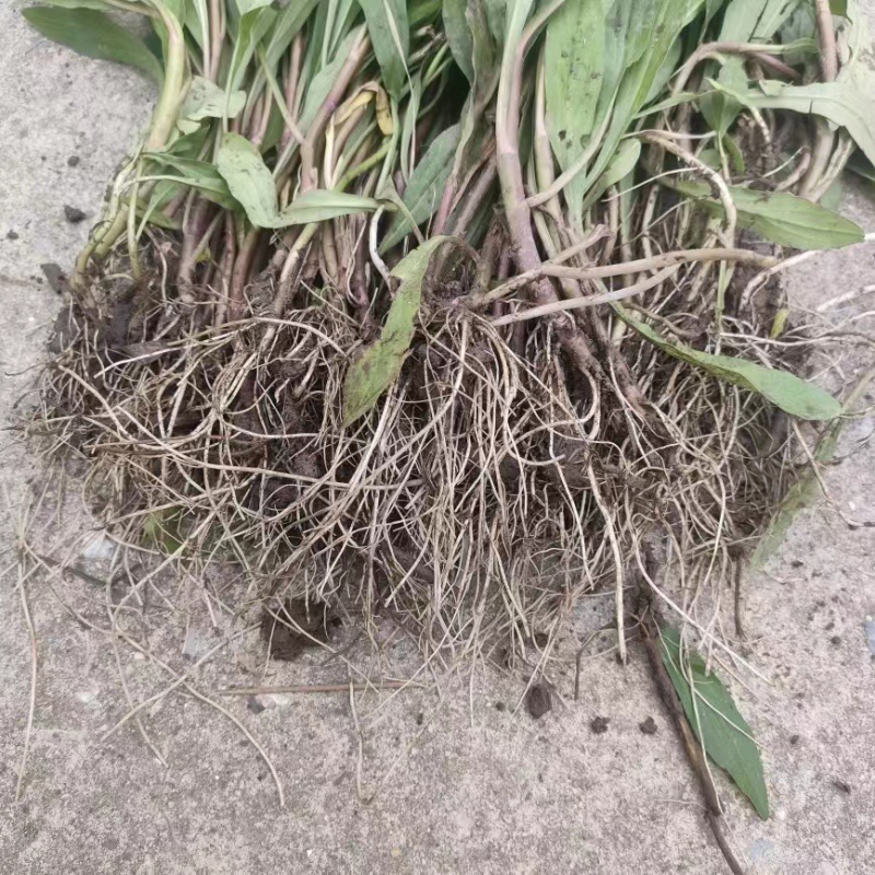 大叶马兰头路边菊马兰现挖红梗马兰头带根种苗