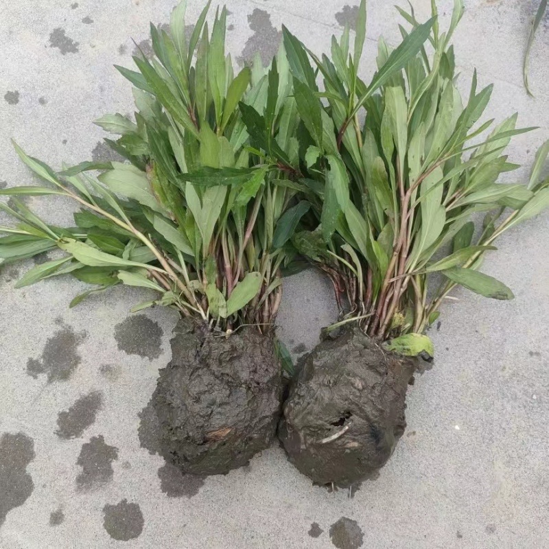 大叶马兰头路边菊马兰现挖红梗马兰头带根种苗