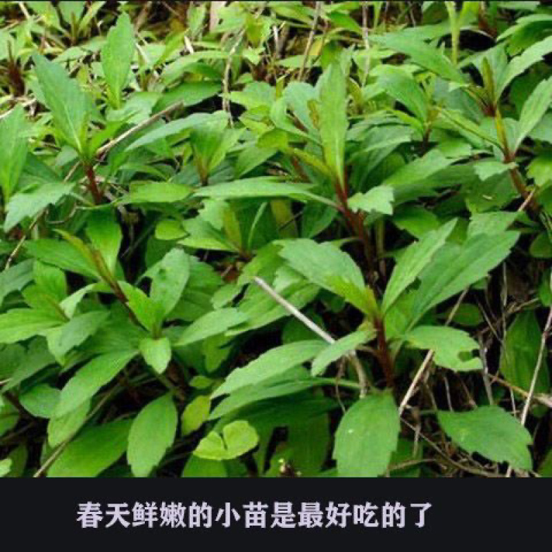 大叶马兰头路边菊马兰现挖红梗马兰头带根种苗
