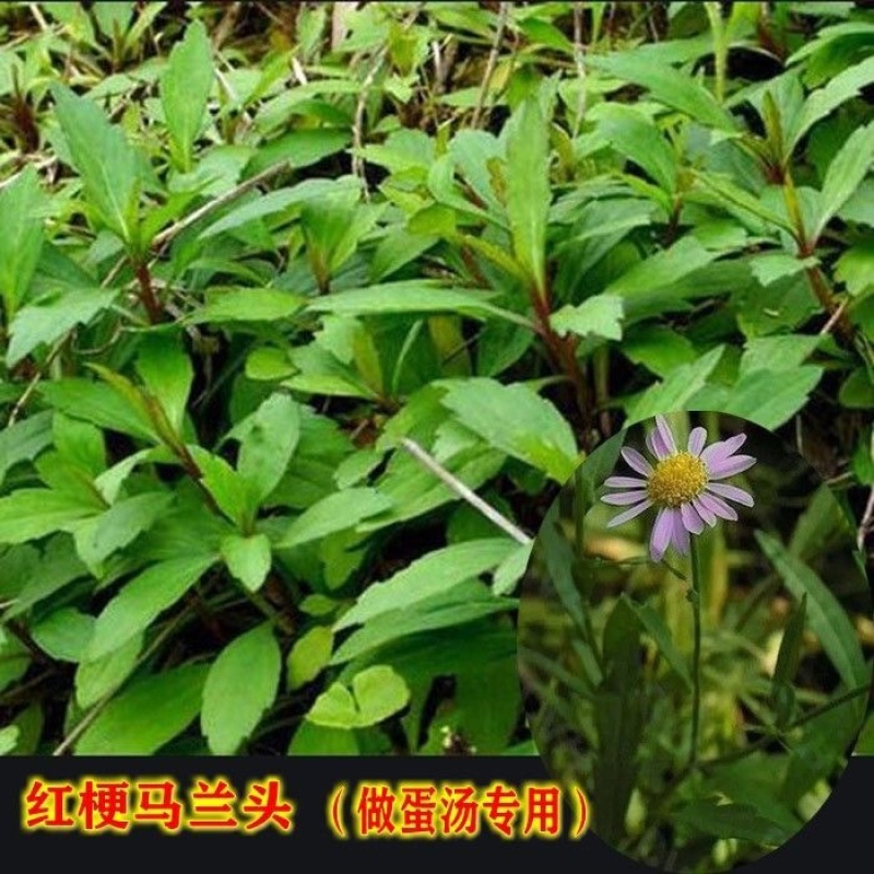 大叶马兰头路边菊马兰现挖红梗马兰头带根种苗