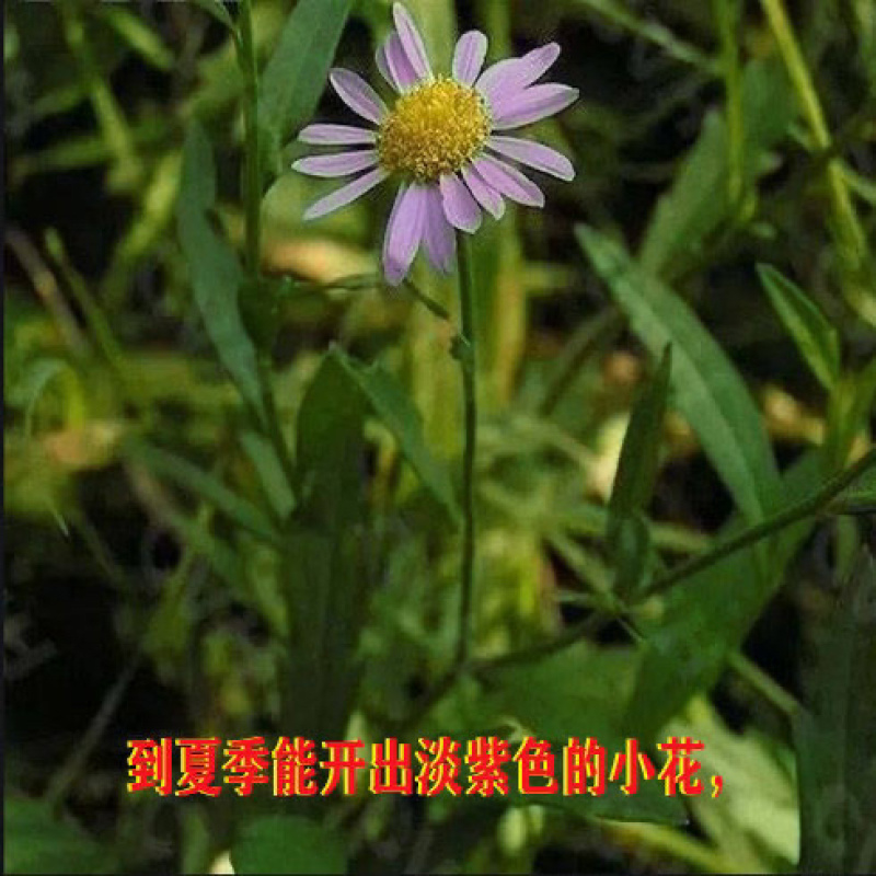 大叶马兰头路边菊马兰现挖红梗马兰头带根种苗