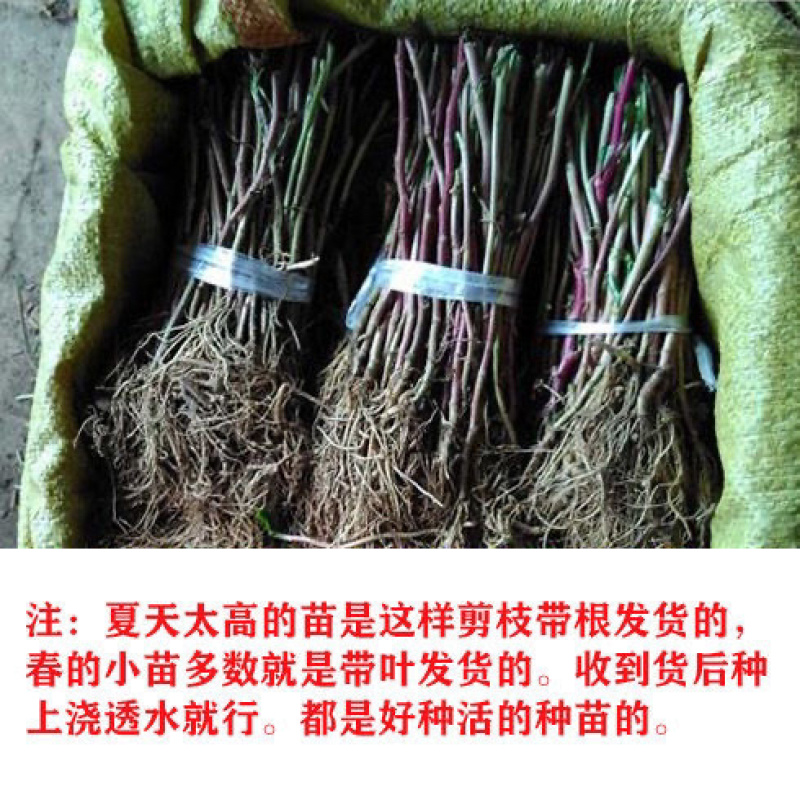 大叶马兰头路边菊马兰现挖红梗马兰头带根种苗