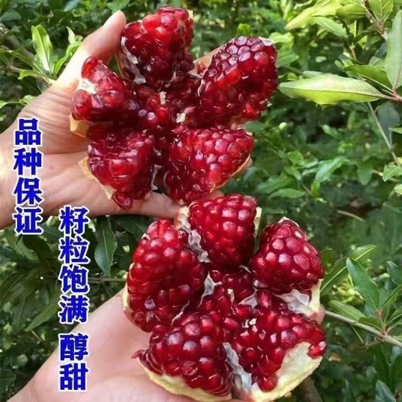 新品种甜宝特大石榴树苗突尼斯软籽石榴苗软籽石榴苗保纯包邮