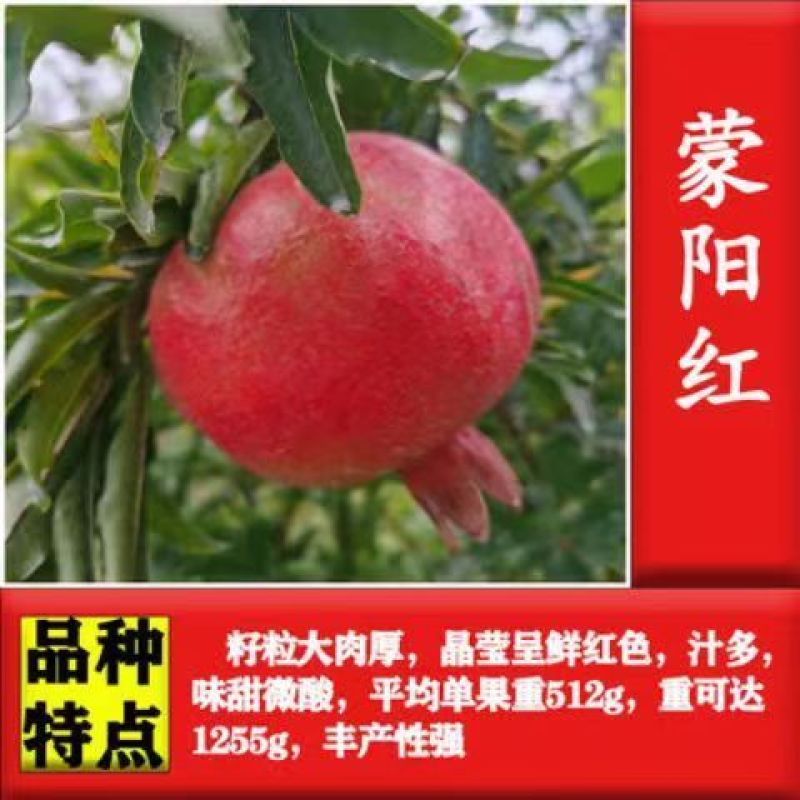 新品种甜宝特大石榴树苗突尼斯软籽石榴苗软籽石榴苗保纯包邮