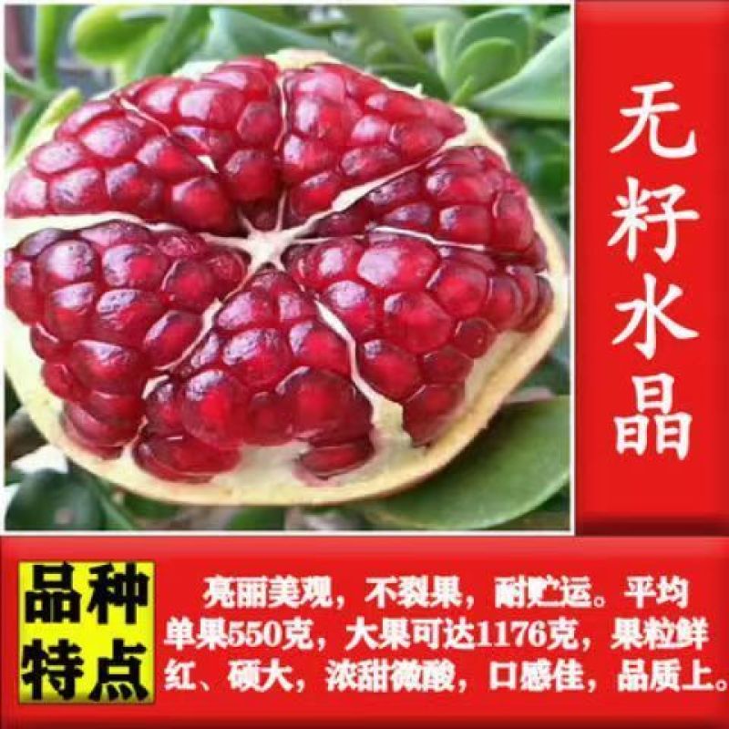 新品种甜宝特大石榴树苗突尼斯软籽石榴苗软籽石榴苗保纯包邮