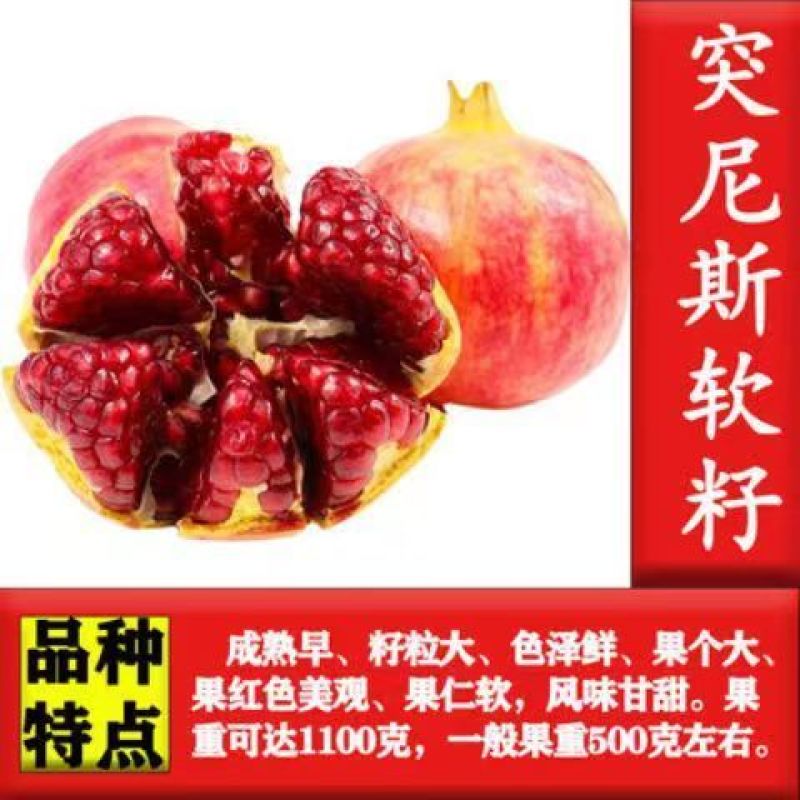 新品种甜宝特大石榴树苗突尼斯软籽石榴苗软籽石榴苗保纯包邮