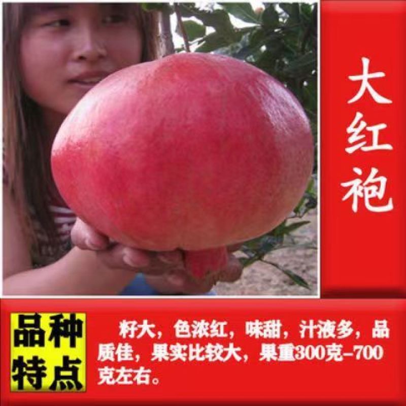 新品种甜宝特大石榴树苗突尼斯软籽石榴苗软籽石榴苗保纯包邮