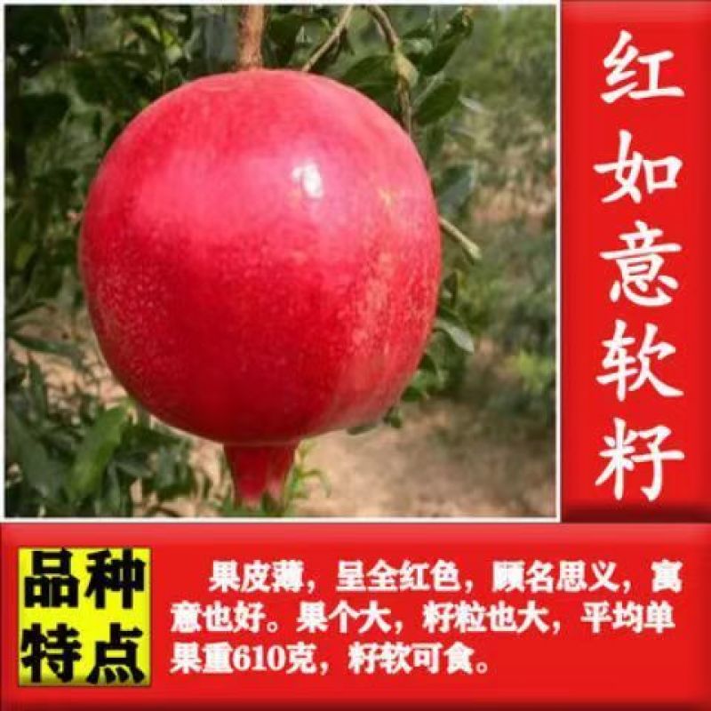 新品种甜宝特大石榴树苗突尼斯软籽石榴苗软籽石榴苗保纯包邮
