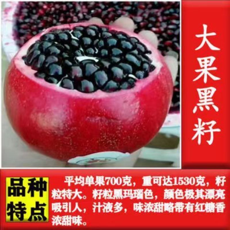 新品种甜宝特大石榴树苗突尼斯软籽石榴苗软籽石榴苗保纯包邮