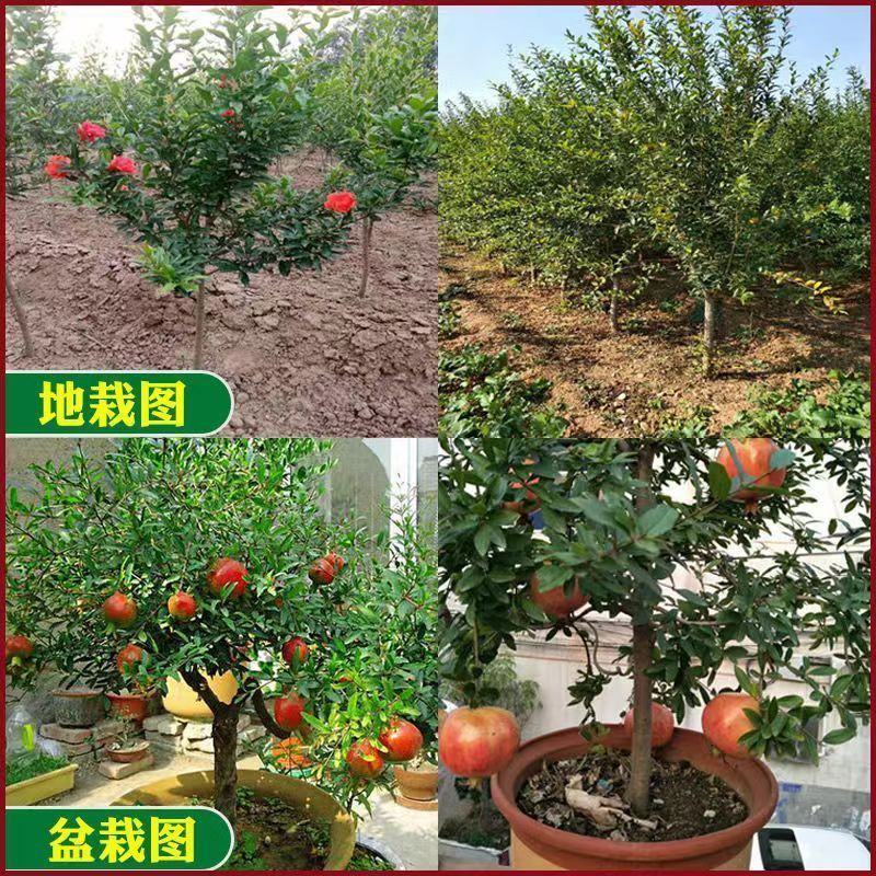 新品种甜宝特大石榴树苗突尼斯软籽石榴苗软籽石榴苗保纯包邮