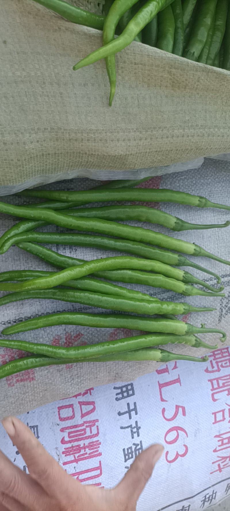 夏邑301辣椒大量上市产地直发质量保证货源充足全国发货