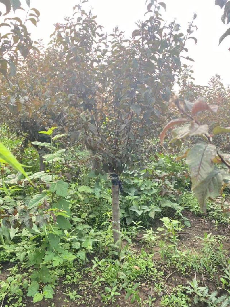 榆叶梅，6到10公分，基地大量出售，质量保证
