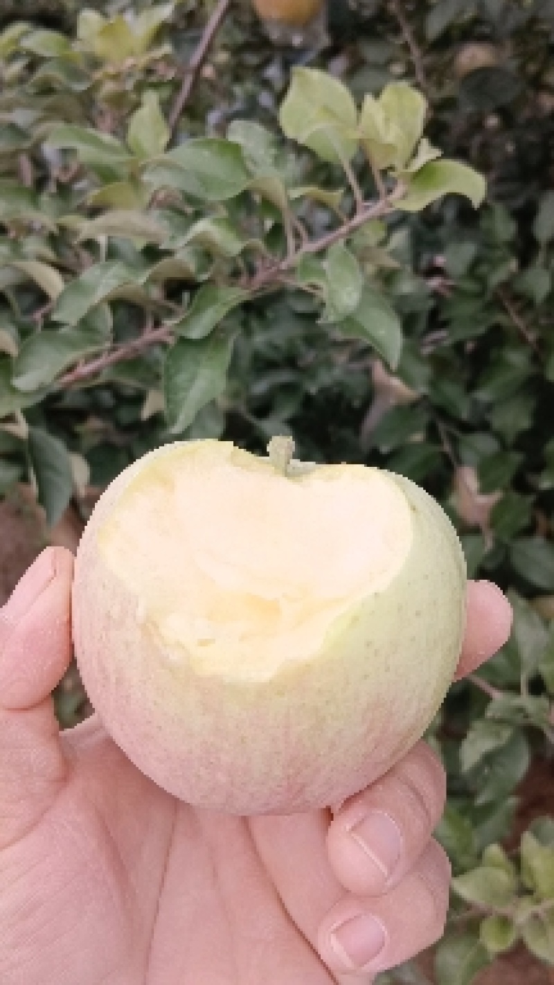 冠县红富士苹果大量现货产地直供质量保证量大优惠