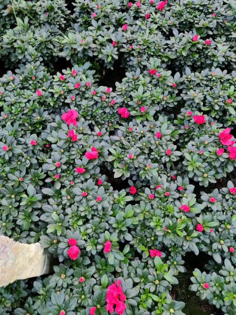 精品西洋杜鹃花，四季开花，庭院室内都有放，量多优惠