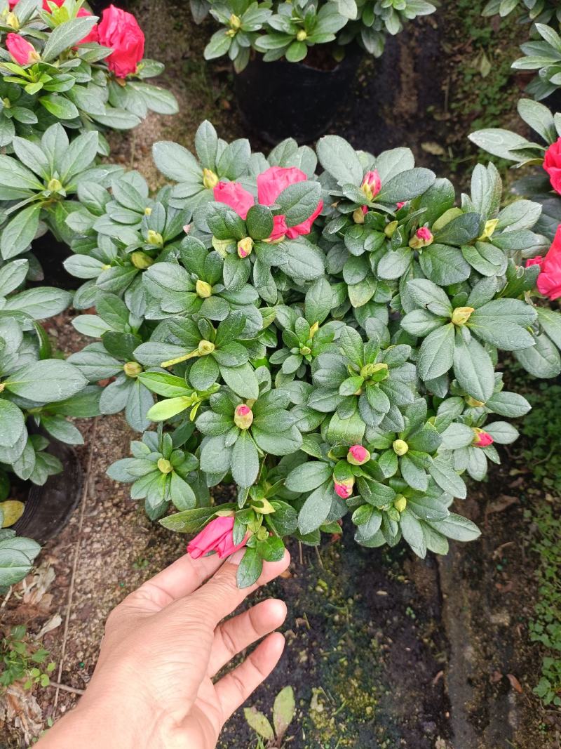 精品西洋杜鹃花，四季开花，庭院室内都有放，量多优惠