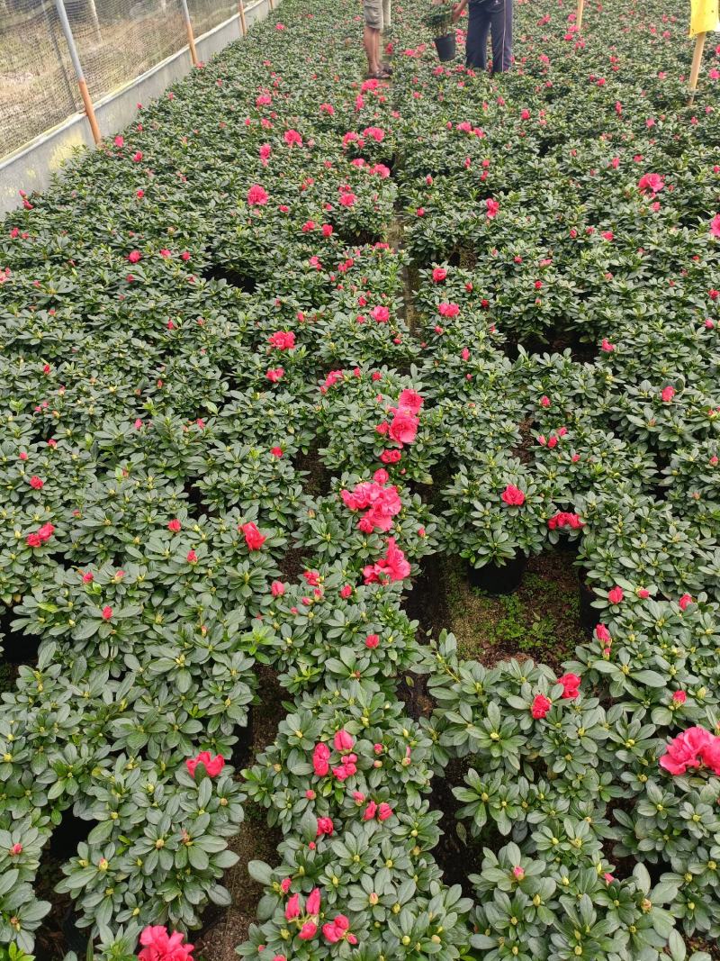 精品西洋杜鹃花，四季开花，庭院室内都有放，量多优惠