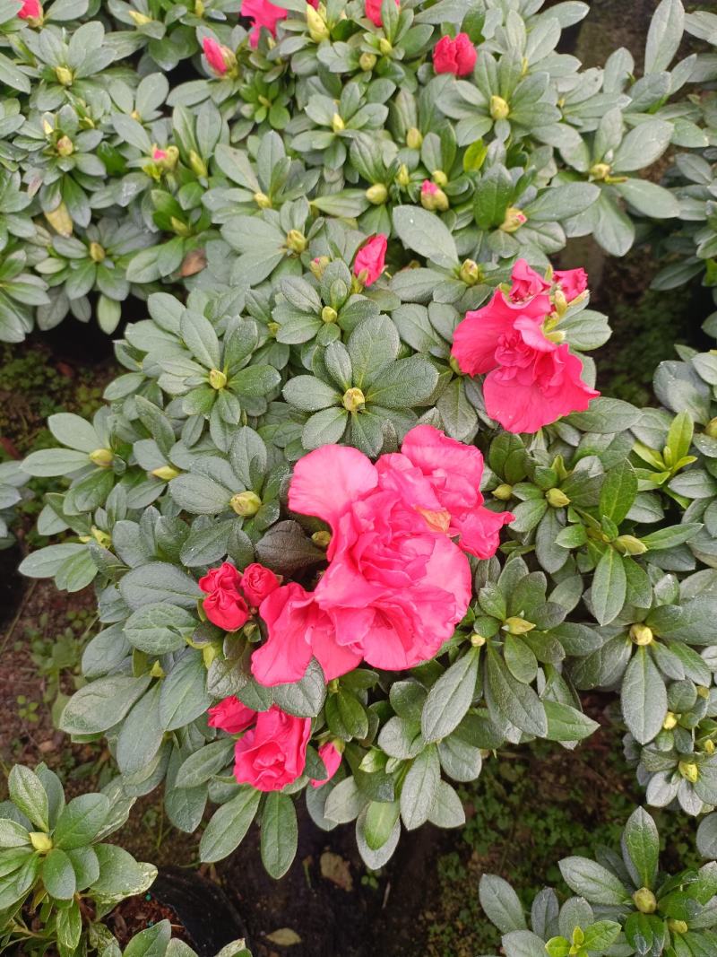 精品西洋杜鹃花，四季开花，庭院室内都有放，量多优惠