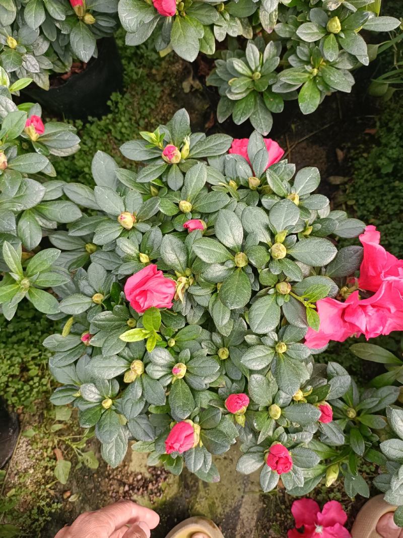 精品西洋杜鹃花，四季开花，庭院室内都有放，量多优惠